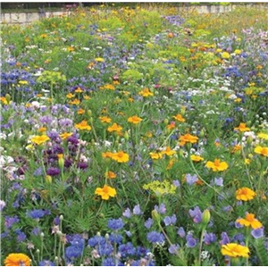 RHS Flowers For Insects